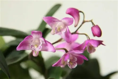 Как пересадить орхидею