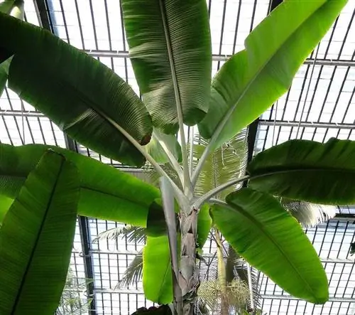 Musa paradisiaca, однодольное растение.