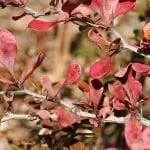 Berberis thunbergii осенью
