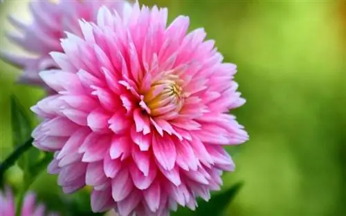 розовый цветок георгин