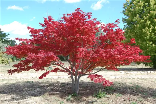 Образец Acer palmatum 'Ornatum'