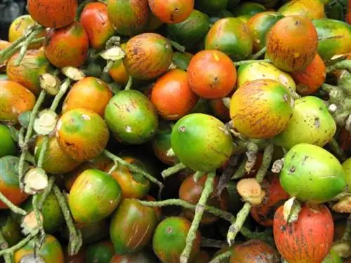 Плоды Bactris gasipae