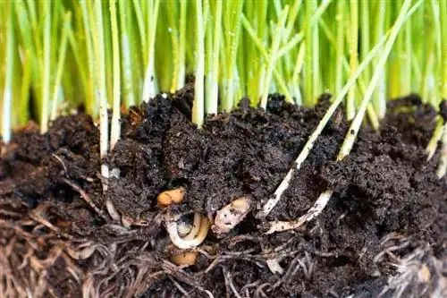 количество органического вещества в почве определяет ее плодородие