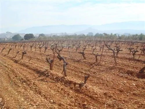 известняковые почвы