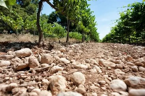 каменистая почва