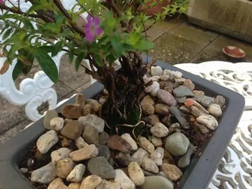 Куфея бонсай с камнями