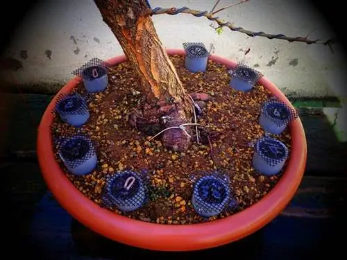 бонсай удобрение