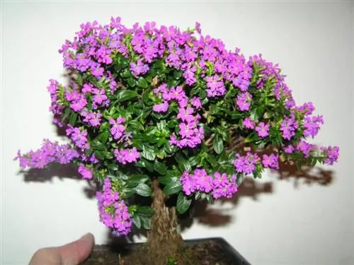 Бонсай Куфея