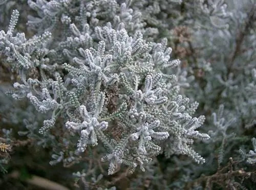 Деталь листьев Santolina chamecyparissus