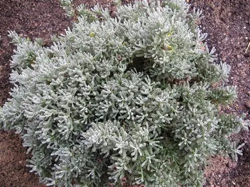 Сантолина, лекарственное растение, за которым очень легко ухаживать