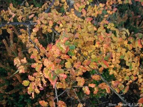 Nothofagus antarctica осенью