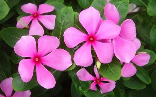 Тересита может иметь рост около 60 сантиметров.