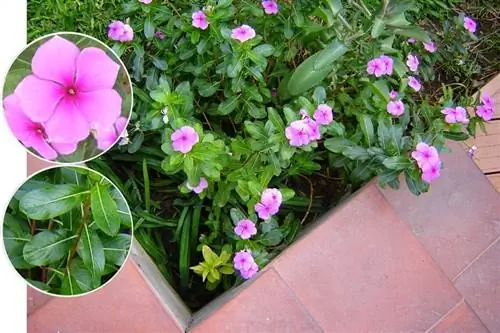 должен получать солнечный свет, который происходит в ранние часы дня