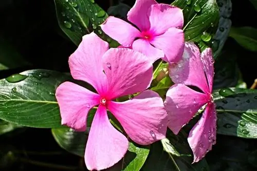 Уход за Тереситой