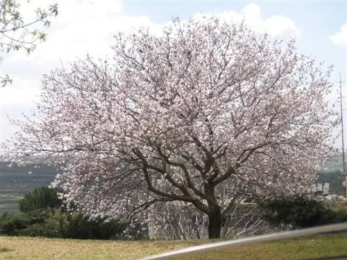 Prunus dulcis, научное название миндального дерева.