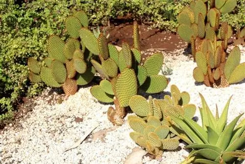 Opuntia rufida в саду