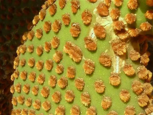Opuntia rufida, очень декоративный красный кактус