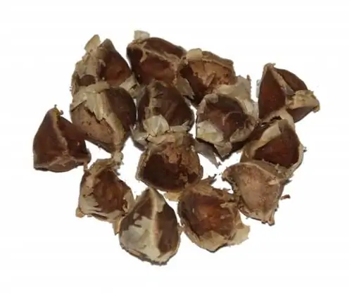 Семена моринги масличной