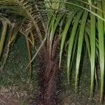 Ствол Acanthophoenix rubra