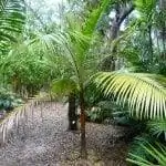 Образец Acanthophoenix rubra