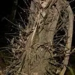 Ствол Astrocaryum alatum