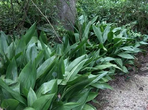 Аспидистра растение в саду