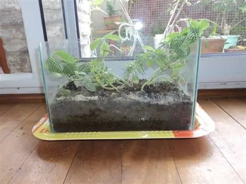 растения в аквариуме
