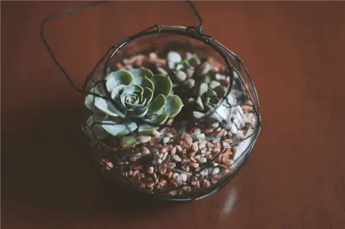 аквариумный террариум