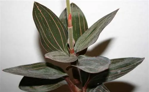 Людизия обесцвечивающая растение