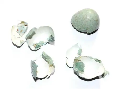 Яичная скорлупа