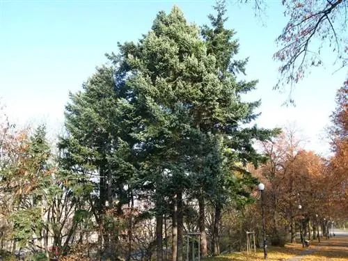 Образцы Pseudotsuga menziesii