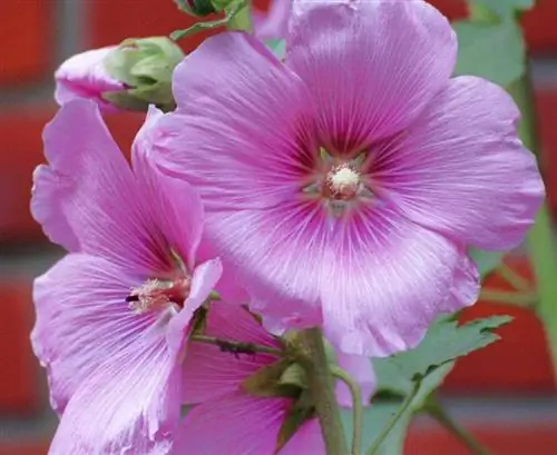Двулетнее растение Alcea rosea