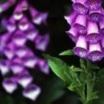 Наперстянка пурпурная