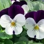 анютины глазки в цветке