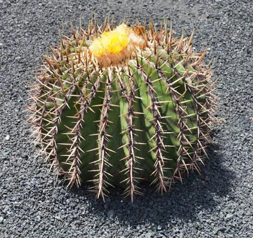 Кактус вида Echinocactus platyacanthus