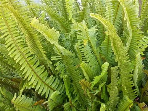 папоротник Nephrolepsis ex altata