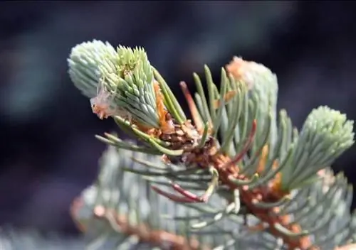 Хвойное дерево