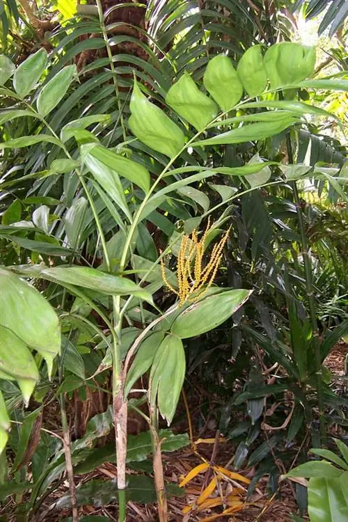 Пальма тепехилоте в саду