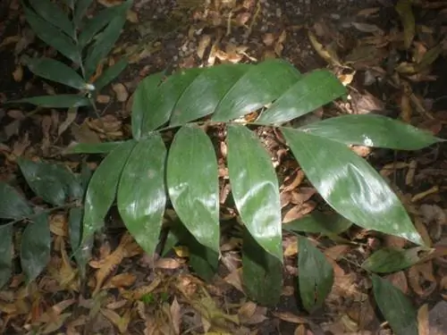 Листья хамедоры продолговатой