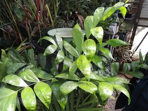 Chamaedorea oblongata или Tepejilote, идеальная пальма для украшения дома