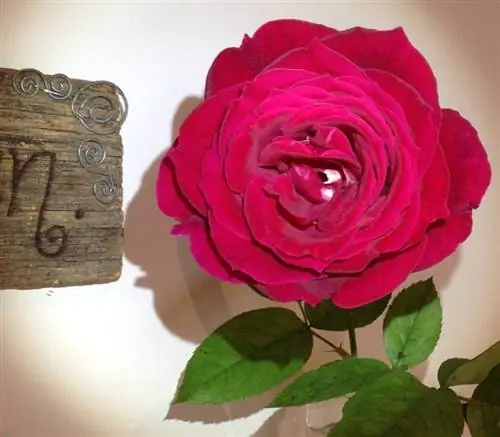 Мистер Линкольн цветок розы