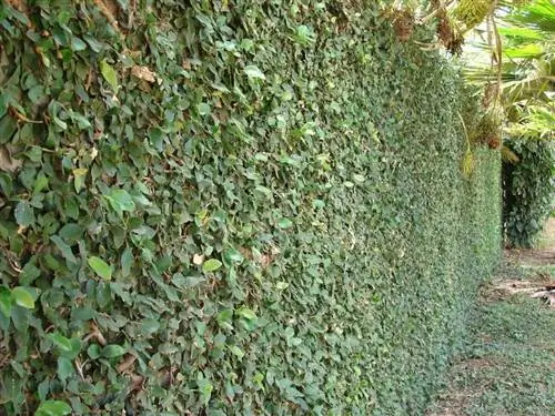 Ficus pumila, покрывающий стену