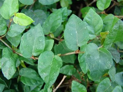 Как ухаживать за Ficus pumila?