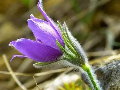 Pulsatilla vulgaris используется в гомеопатии.