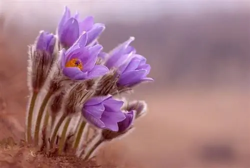 pulsatilla используется в лечебных целях