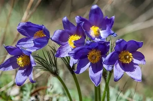 пульсатилла очень токсична