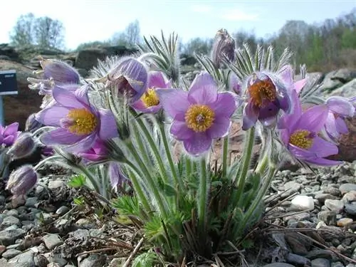 пульсатилла является охраняемым растением