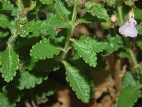 Деталь листьев germander или Teucrium chamaedrys