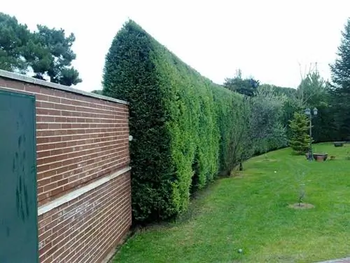 хвойные живые изгороди