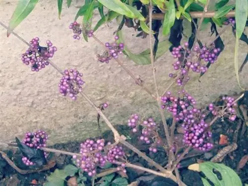 Растения в декабре